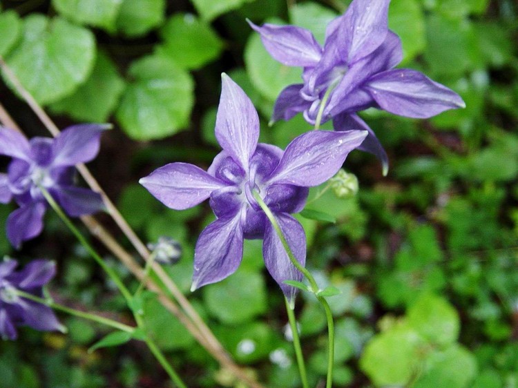 Aquilegia vulgaris